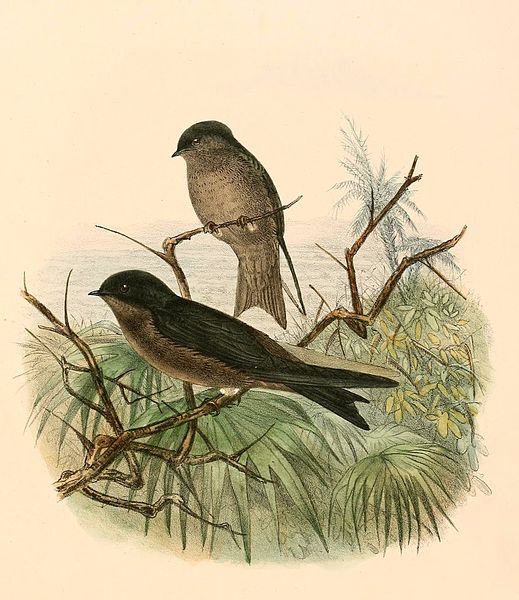 Atticora tibialis