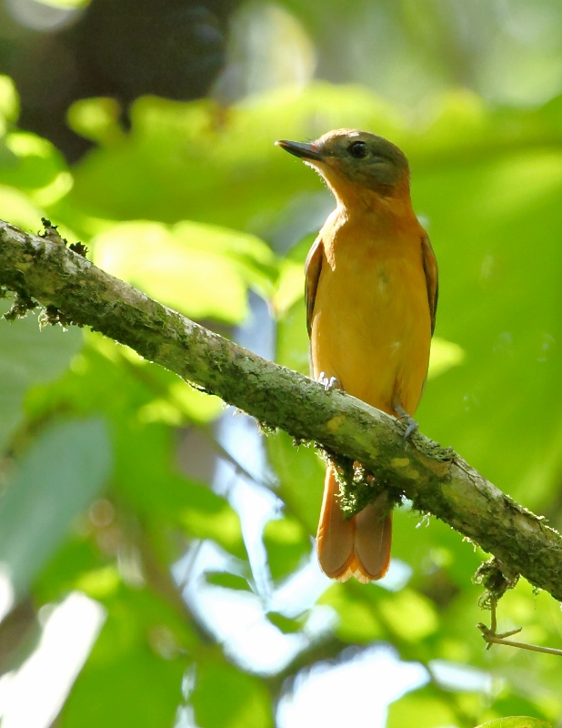 Attila phoenicurus
