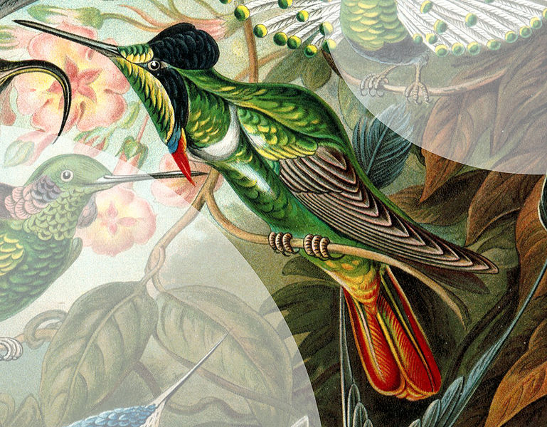 Augastes lumachella