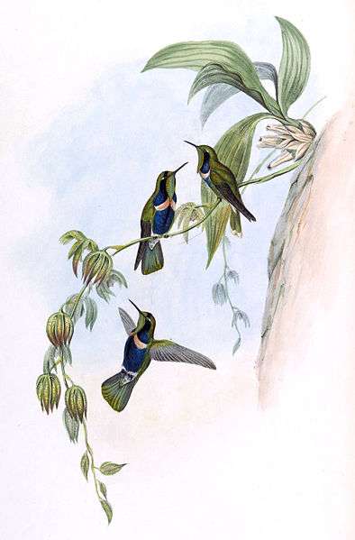 Augastes scutatus