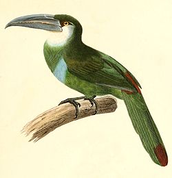 Aulacorhynchus coeruleicinctis