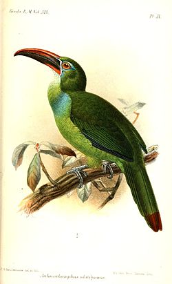 Aulacorhynchus derbianus