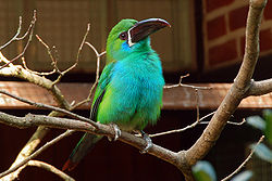 Aulacorhynchus haematopygus