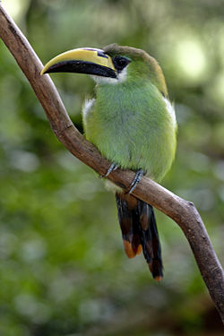 Aulacorhynchus prasinus