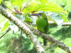 Aulacorhynchus sulcatus