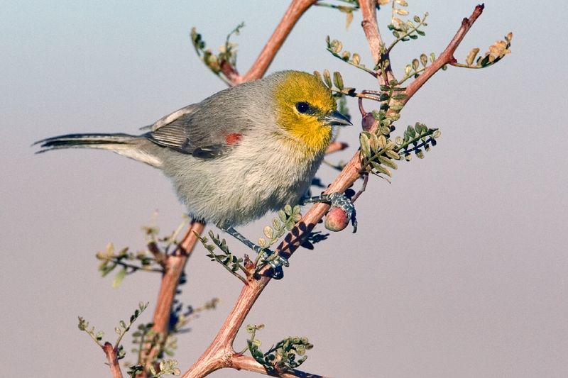 Auriparus flaviceps