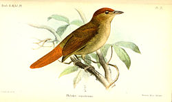 Automolus rufipileatus