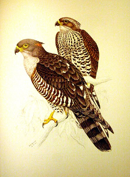 Aviceda cuculoides