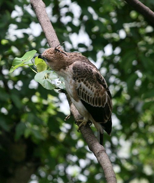 Aviceda jerdoni