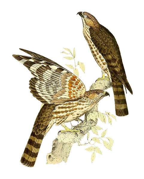 Aviceda madagascariensis