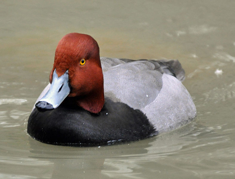 Aythya americana