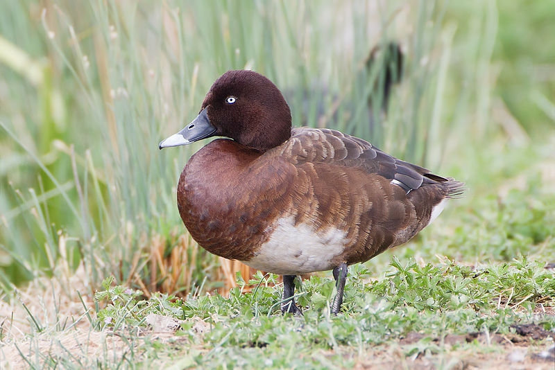 Aythya australis