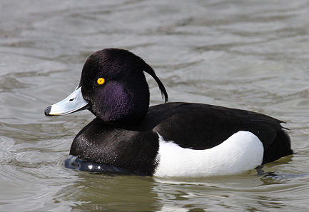 Aythya fuligula
