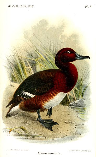 Aythya innotata