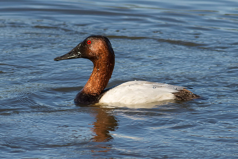 Aythya valisineria