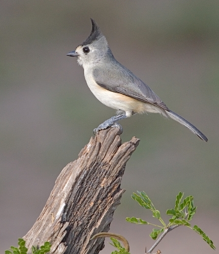 Baeolophus atricristatus
