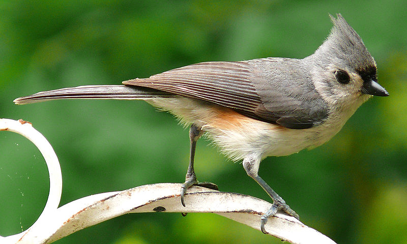 Baeolophus bicolor
