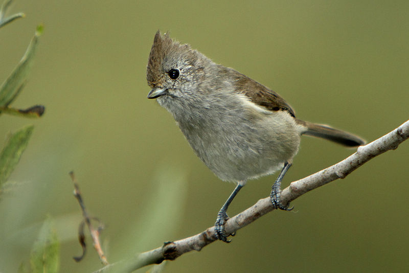 Baeolophus inornatus