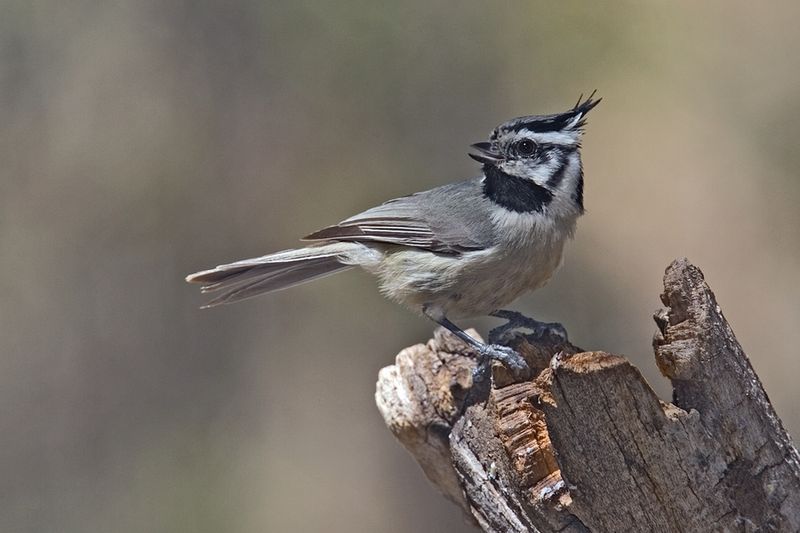 Baeolophus wollweberi