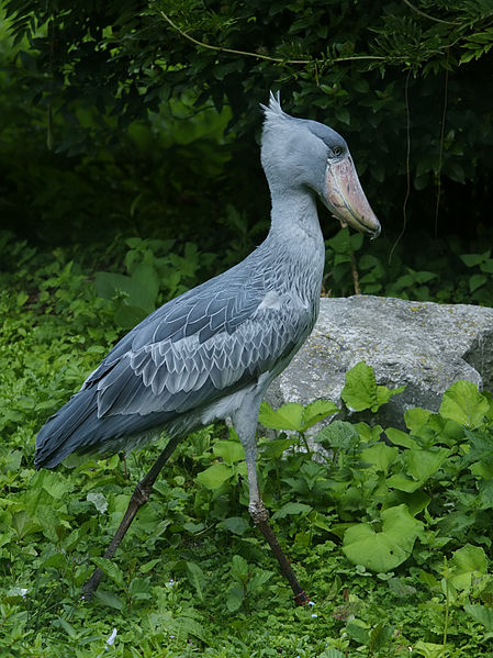Balaeniceps rex