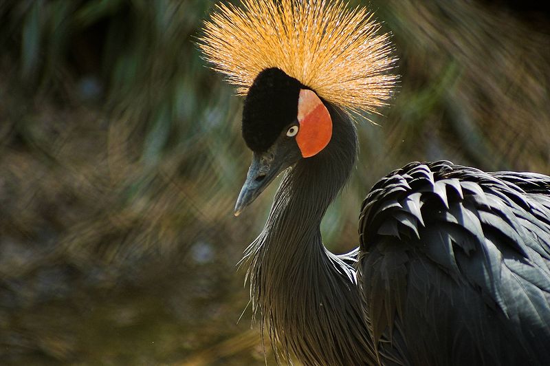 Balearica pavonina