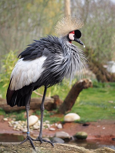 Balearica regulorum