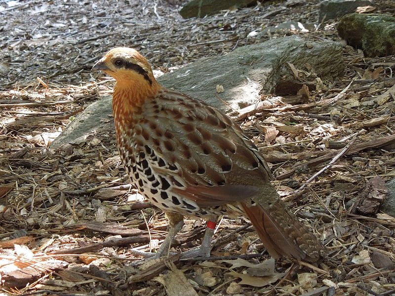 Bambusicola fytchii
