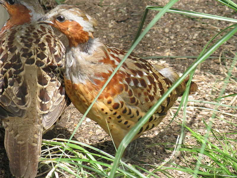 Bambusicola thoracicus