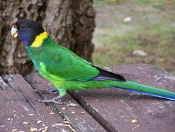 Barnardius zonarius