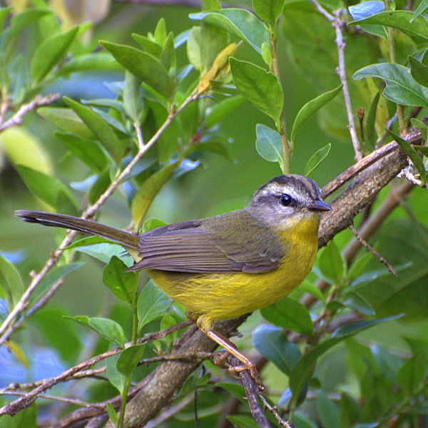 Basileuterus culicivorus
