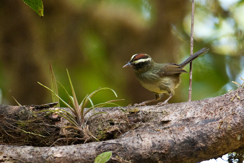 Basileuterus ignotus