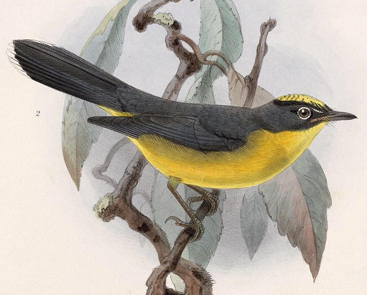 Basileuterus lachrymosus