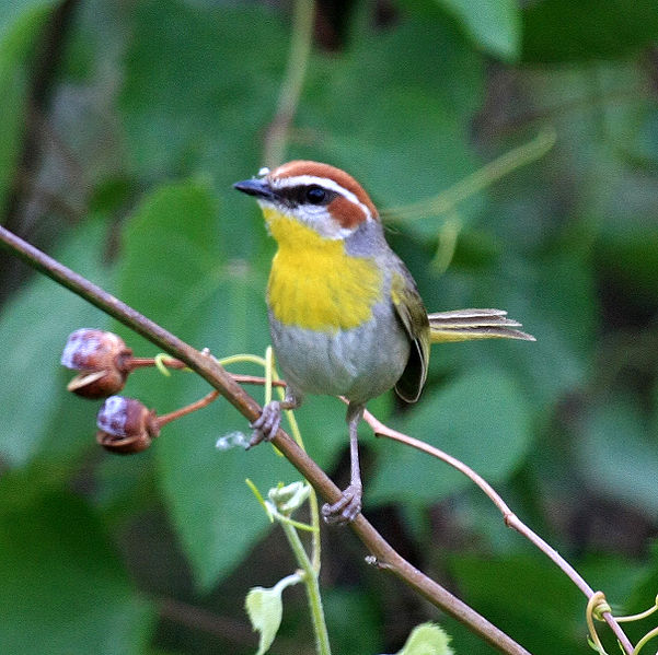 Basileuterus rufifrons