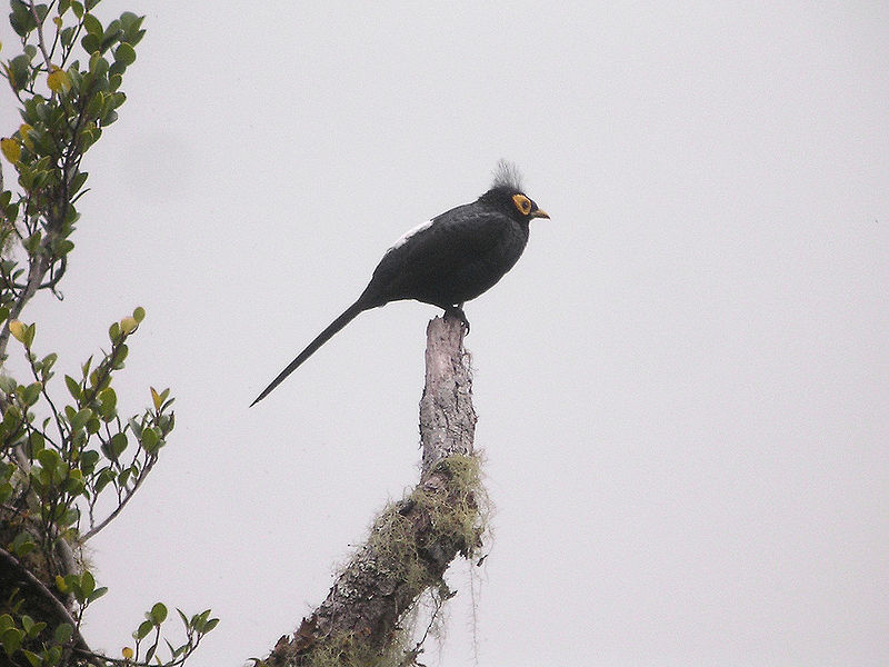 Basilornis mirandus