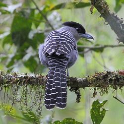 Batara cinerea
