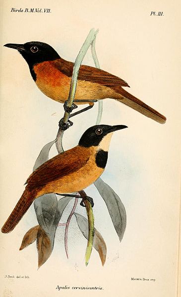 Bathmocercus cerviniventris