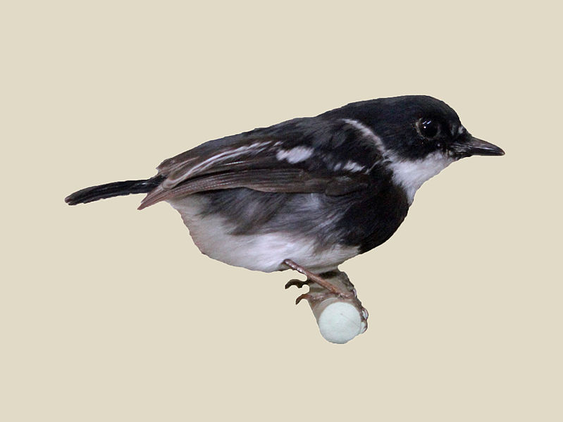 Batis diops