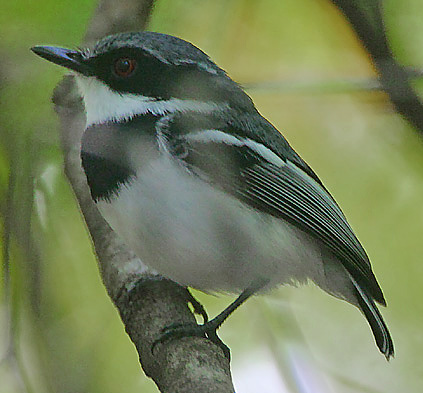 Batis mixta