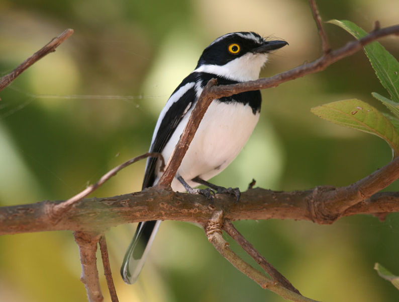 Batis orientalis