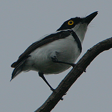 Batis senegalensis