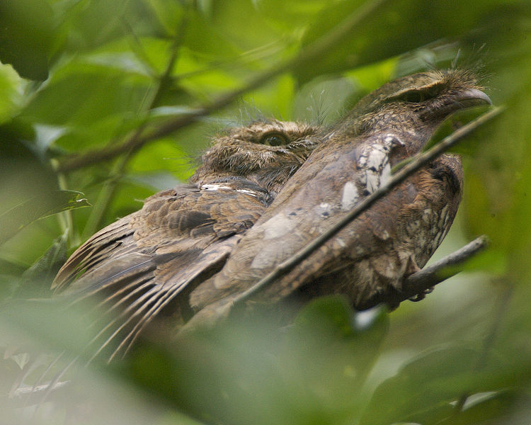 Batrachostomus javensis