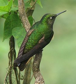 Colibrí coronado