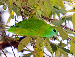 Bolbopsittacus lunulatus