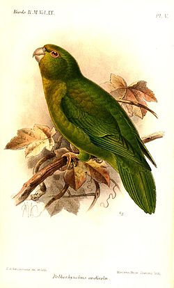 Bolborhynchus orbygnesius