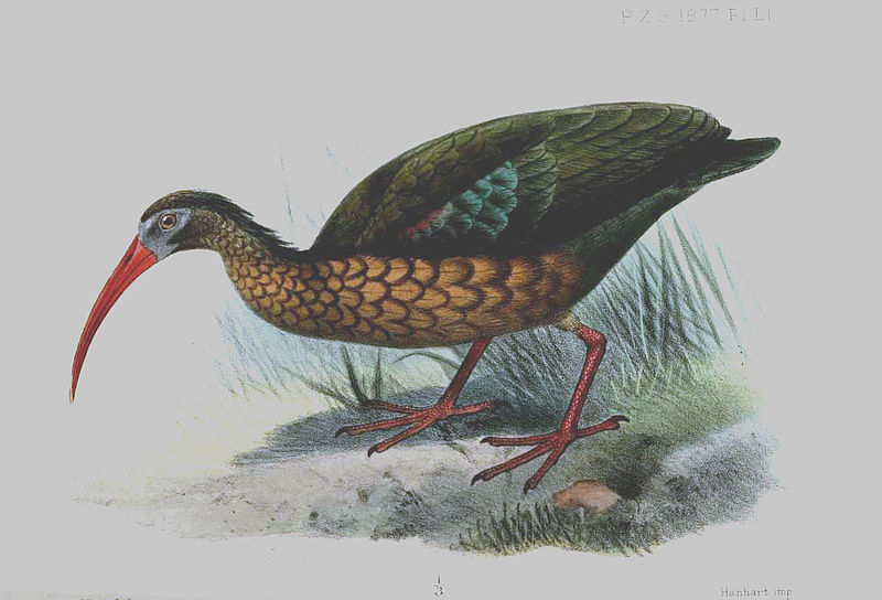 Bostrychia olivacea
