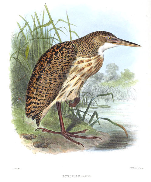 Botaurus pinnatus