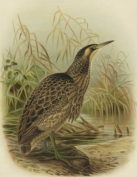 Botaurus poiciloptilus