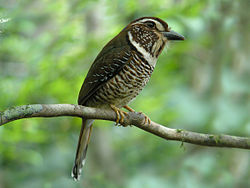 Brachypteracias leptosomus