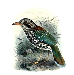 Brachypteracias squamiger