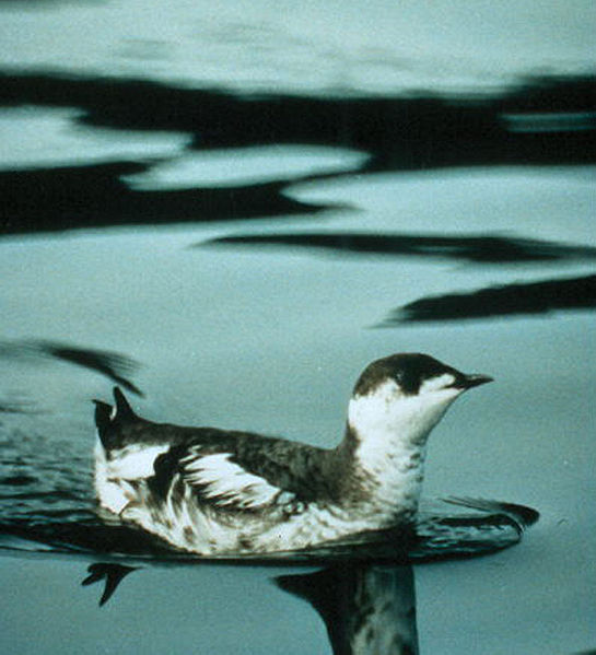 Brachyramphus marmoratus